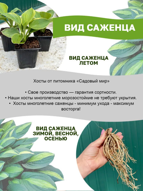 Хоста Блю Айвори