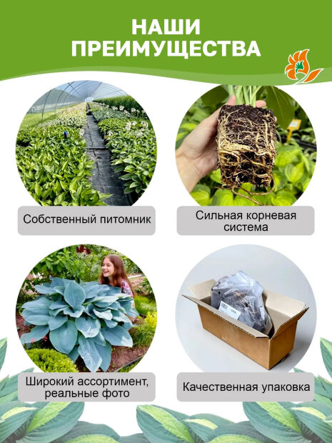 Хоста Блю Айвори