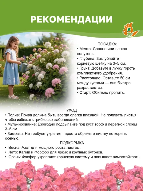Флокс Земляничное суфле