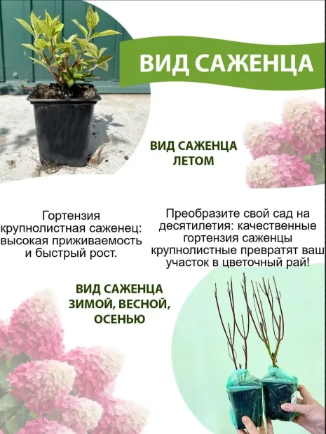 Гортензия Блаумайзе (крупнолистная) саженцы 