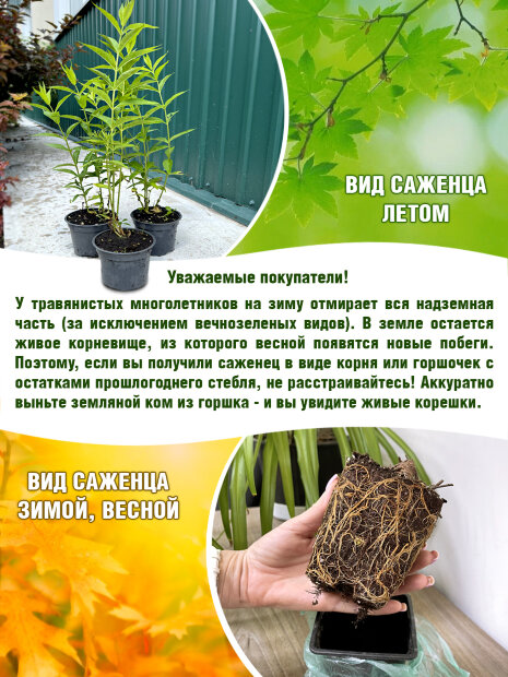 Флокс Мирослав