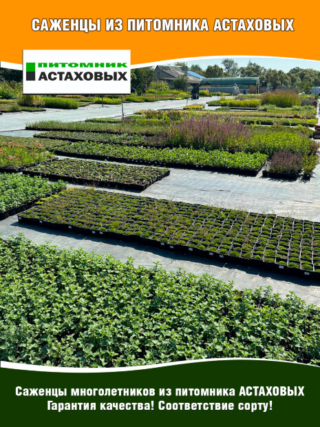 Вербейник Александр (точечный)
