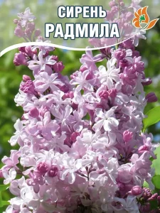 Сирень Радмила (обыкновенная) Сирень Радмила (обыкновенная)