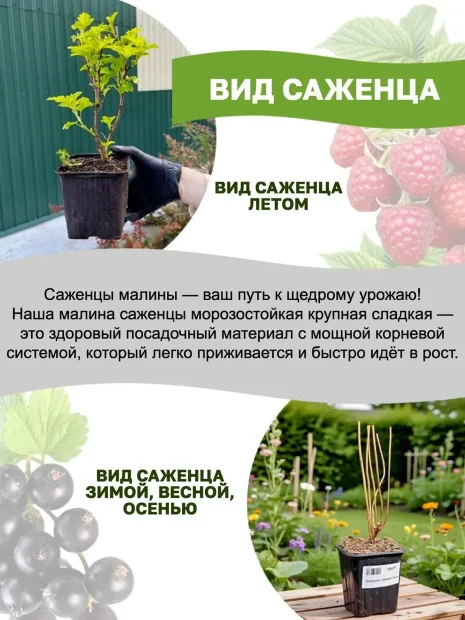 Ежевика Каддо (бесшипая) саженцы 