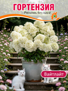 Гортензия Вайтлайт (метельчатая) Гортензия Вайтлайт (метельчатая)