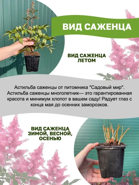 Астильба Этна (Арендса)