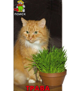 Трава для кошек Трава для кошек