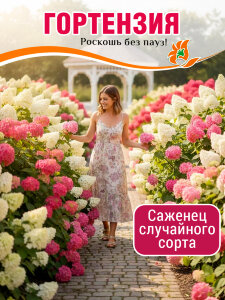 Гортензия в ассортименте (метельчатая) Гортензия в ассортименте (метельчатая)