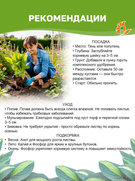Хоста Лейксайд Банана Бэй