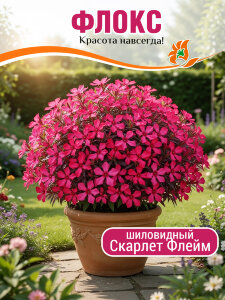 Флокс Скарлет Флейм, шиловидный Флокс Скарлет Флейм, шиловидный