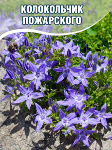 Колокольчик Пожарского Колокольчик Пожарского