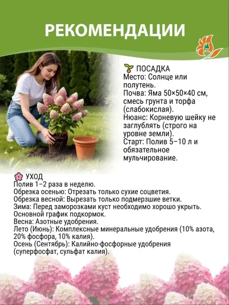 Гортензия Саммер Лав (метельчатая) саженцы 