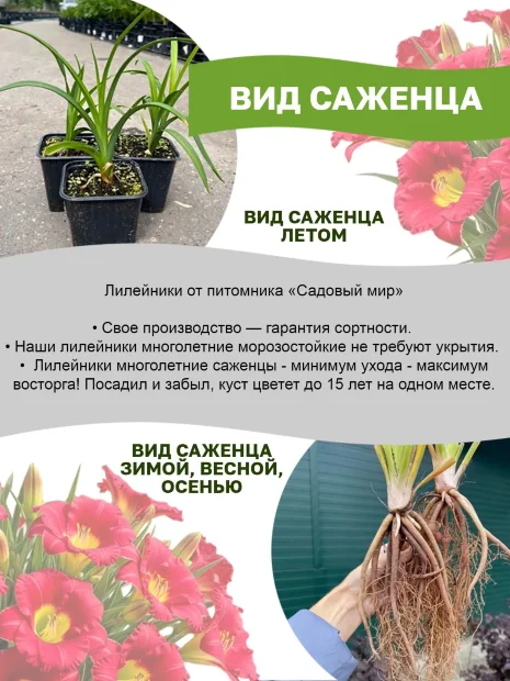 Лилейник Пэррот Тату 