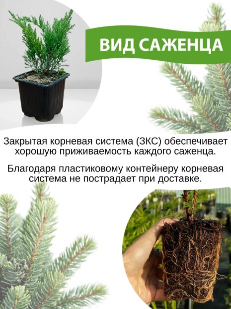 Туя Литтл Джайнт (западная)