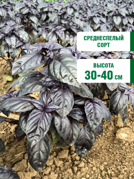 Базилик Пурпурные звезды семена 