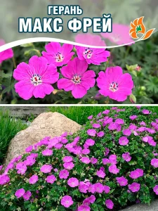 Герань Макс Фрей (кроваво-красная)