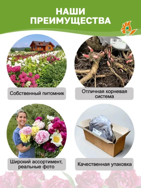 Пион Амабилис (травянистый)