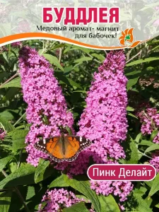 Буддлея Пинк Делайт (Давида)