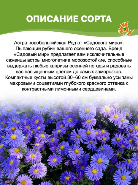 Астра Ред (новобельгийская)  