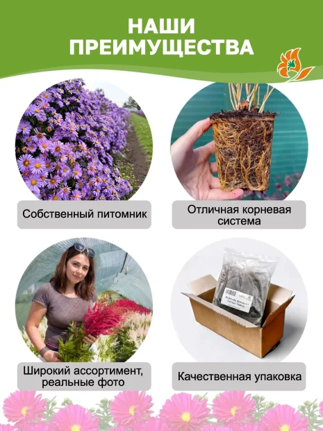 Астра Ред (новобельгийская)  
