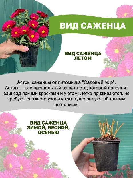 Астра Ред (новобельгийская)  