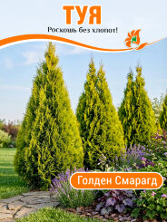 Туя Голден Смарагд
