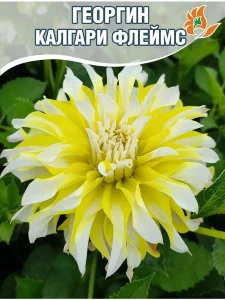 Георгин Калгари Флеймс (декоративный) Георгин Калгари Флеймс (декоративный)