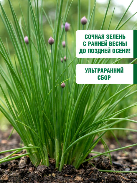 Лук шнитт Мудрец семена 