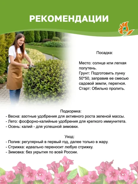 Пузыреплодник Диаболо д'Op (калинолистный)  саженцы 