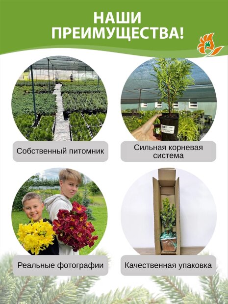 Туя Тини Тим (западная)