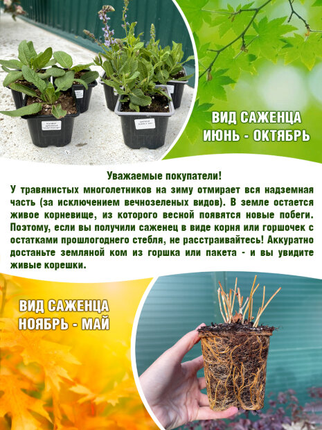 Тимьян  Фаустини (обыкновенный) (чабрец)